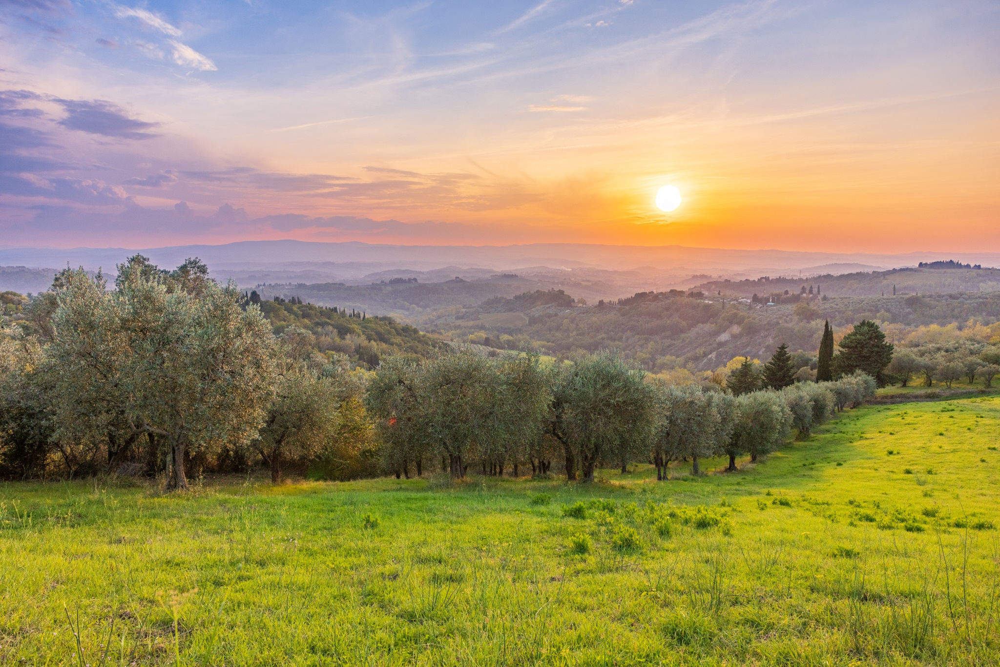 These olive trees grow in small Tuscan village called Marcialla.